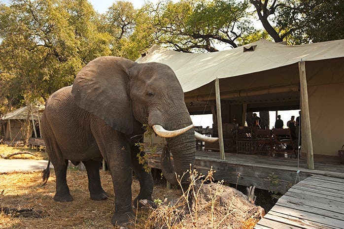 Zarafa_Camp-Main_area_elephant