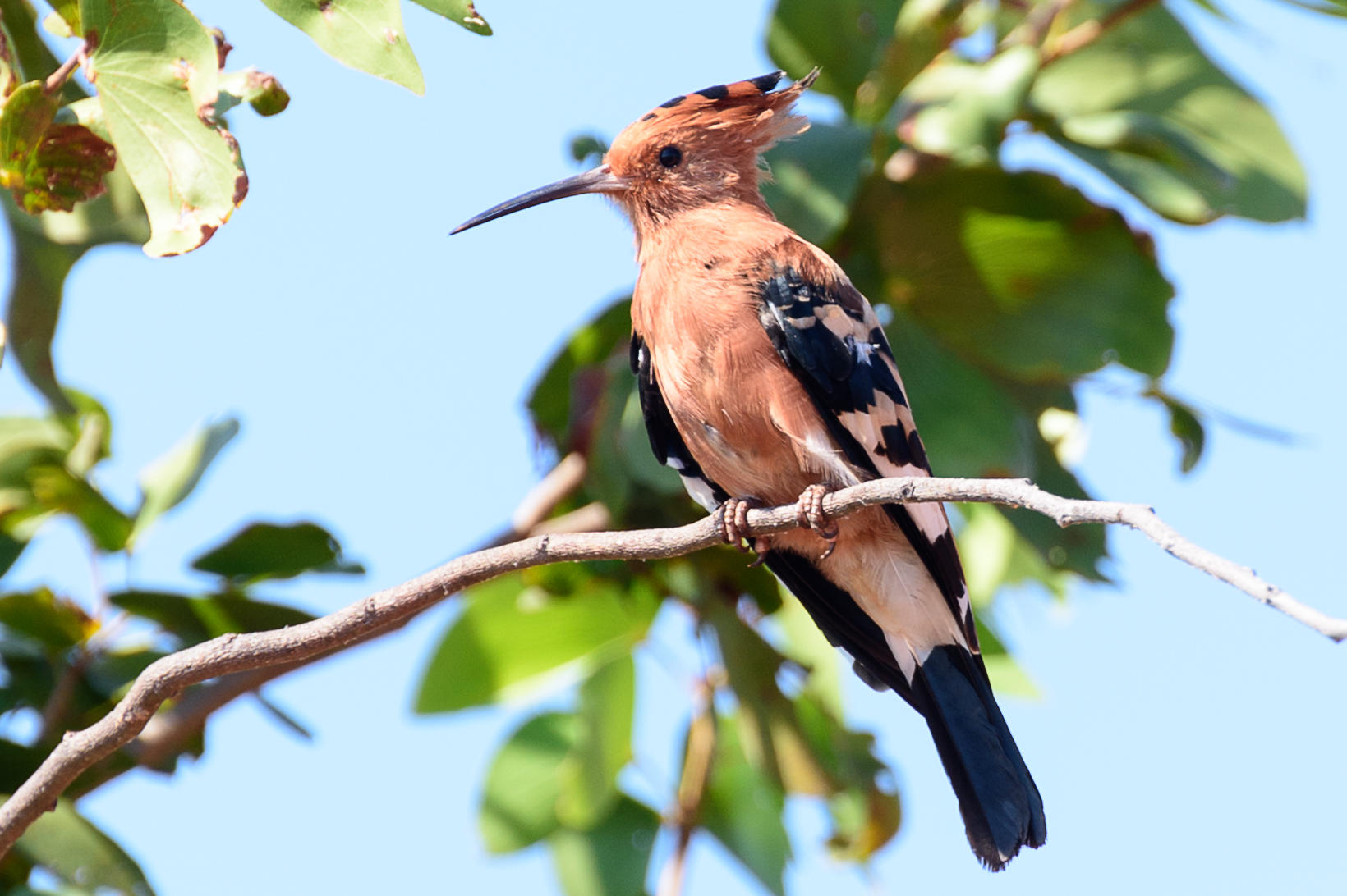 birding_-_hoopoe_by_peter_verhulst