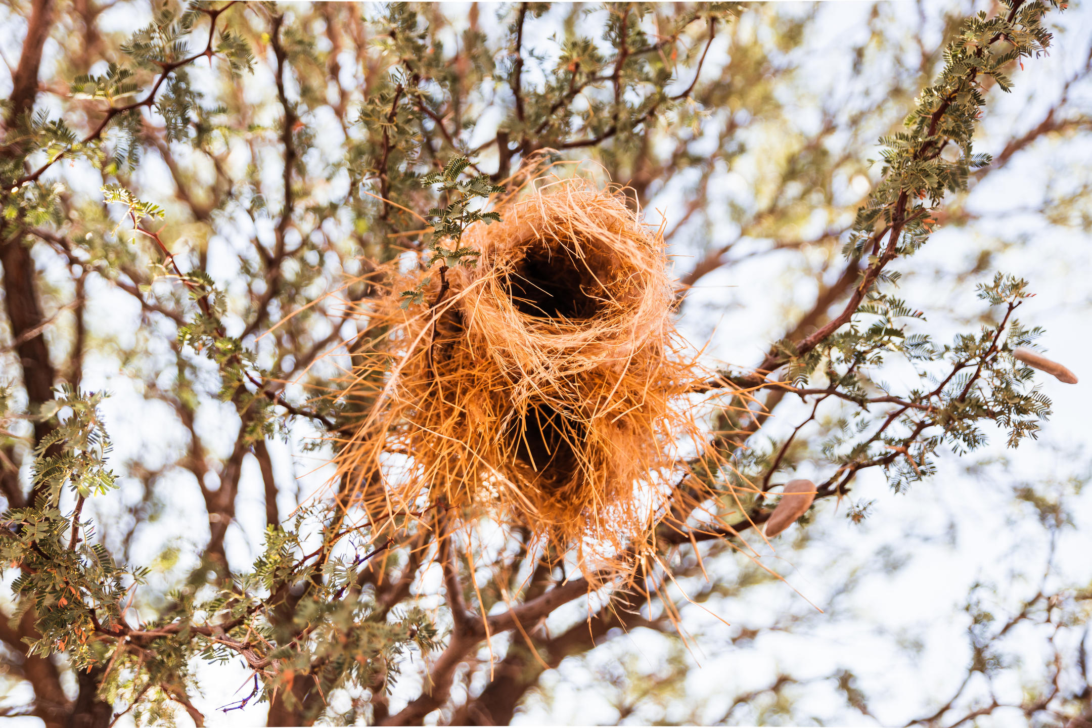 gondwana_collection_-_kalahari_anib_lodge_000241