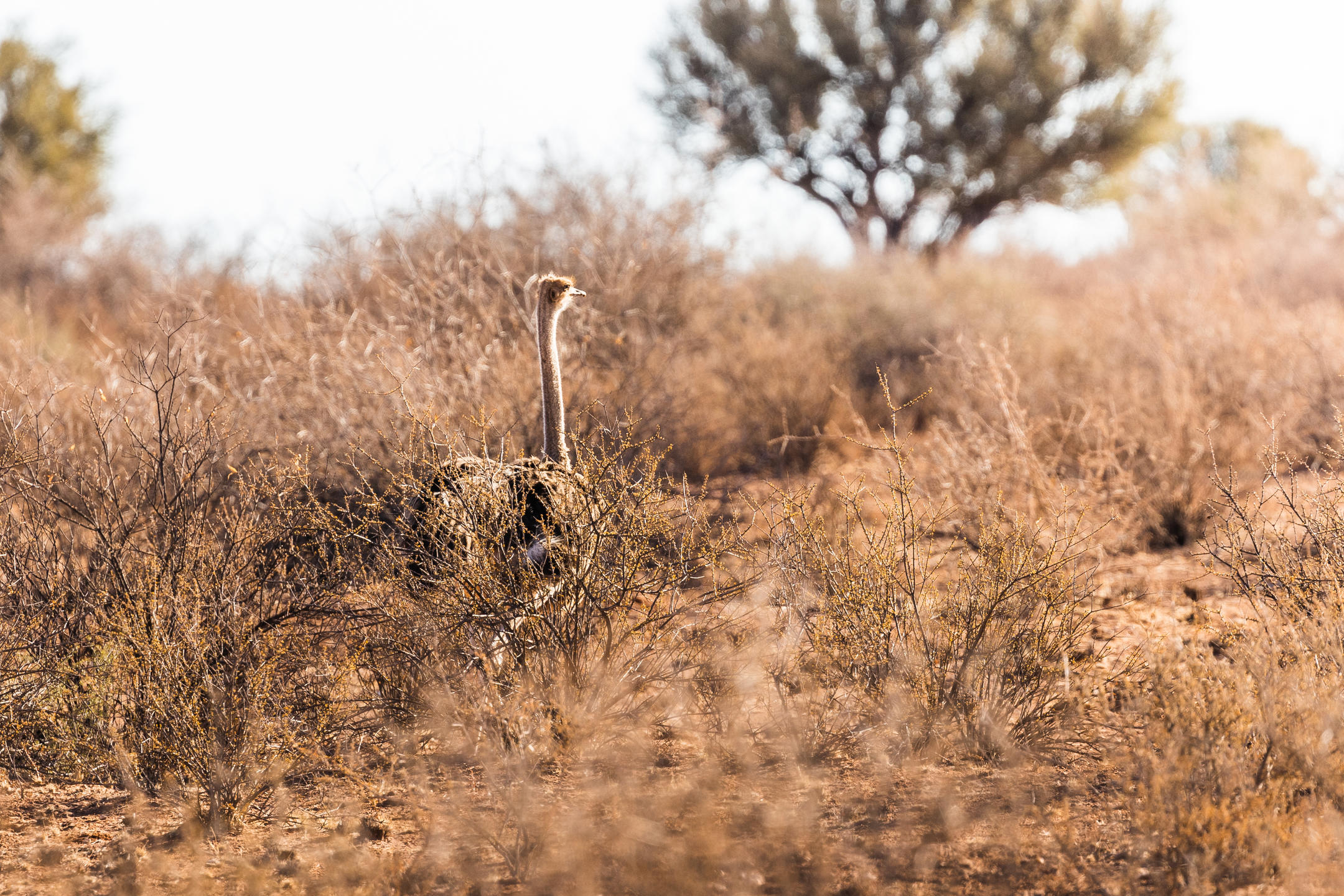 gondwana_collection_-_kalahari_anib_lodge_00032