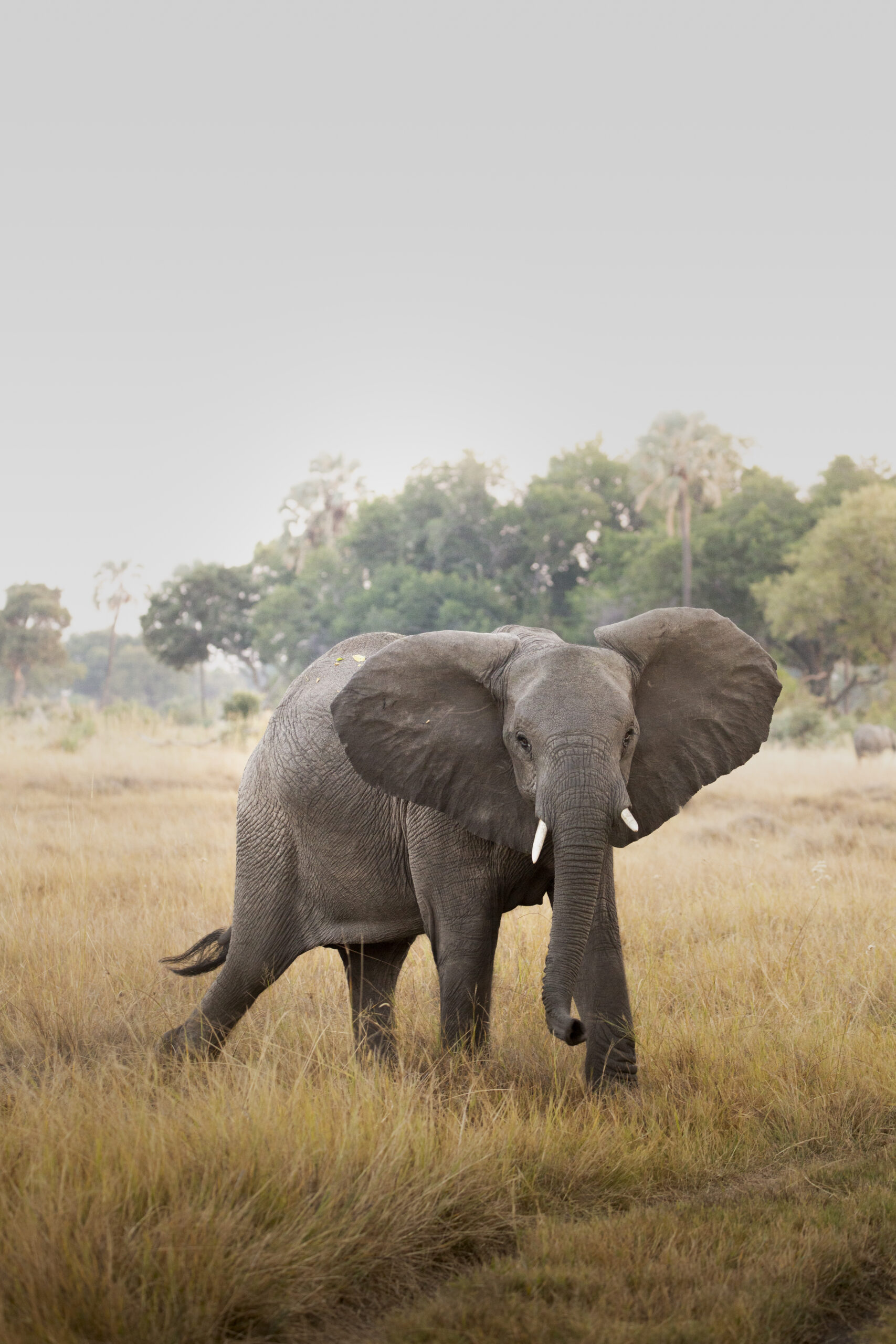 239_Chitabe_General_TCunniffe