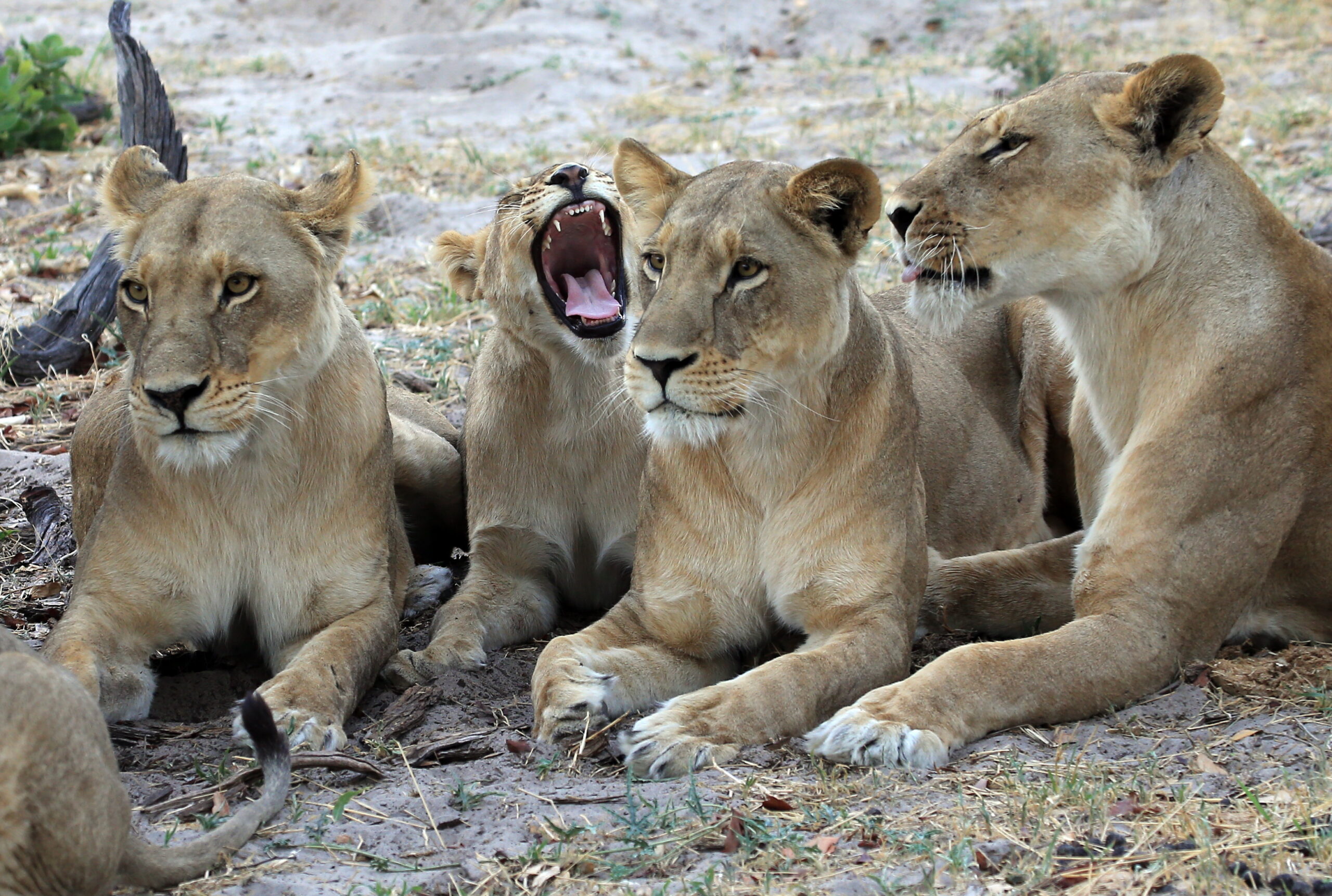 Bots_Elephant Pan_Lion 1