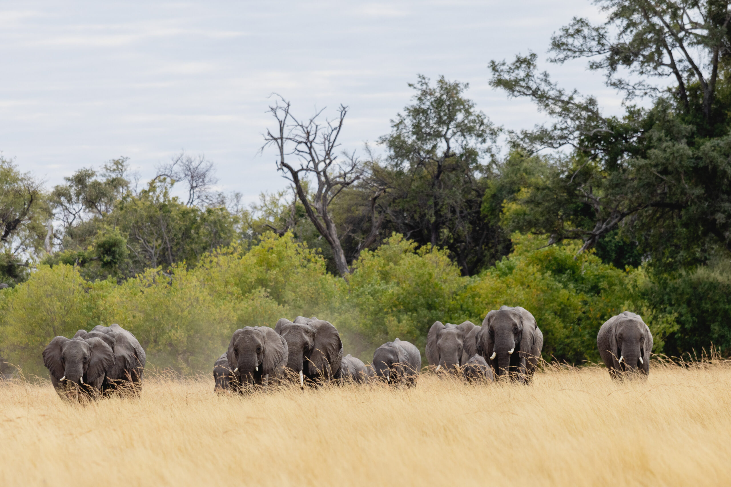 Bots_Mbamba_Elephant 1