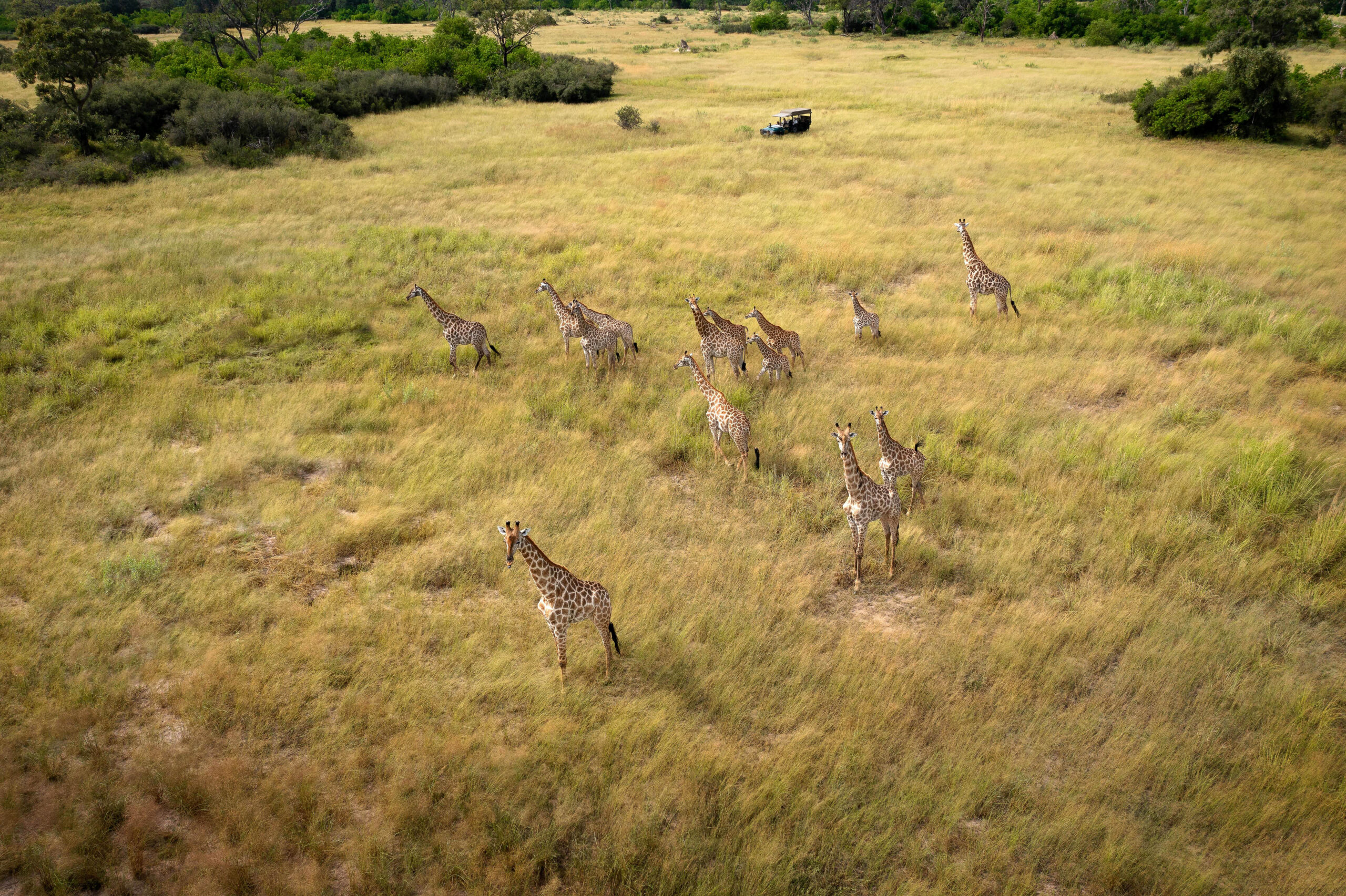 Bots_Mbamba_Giraffe 4