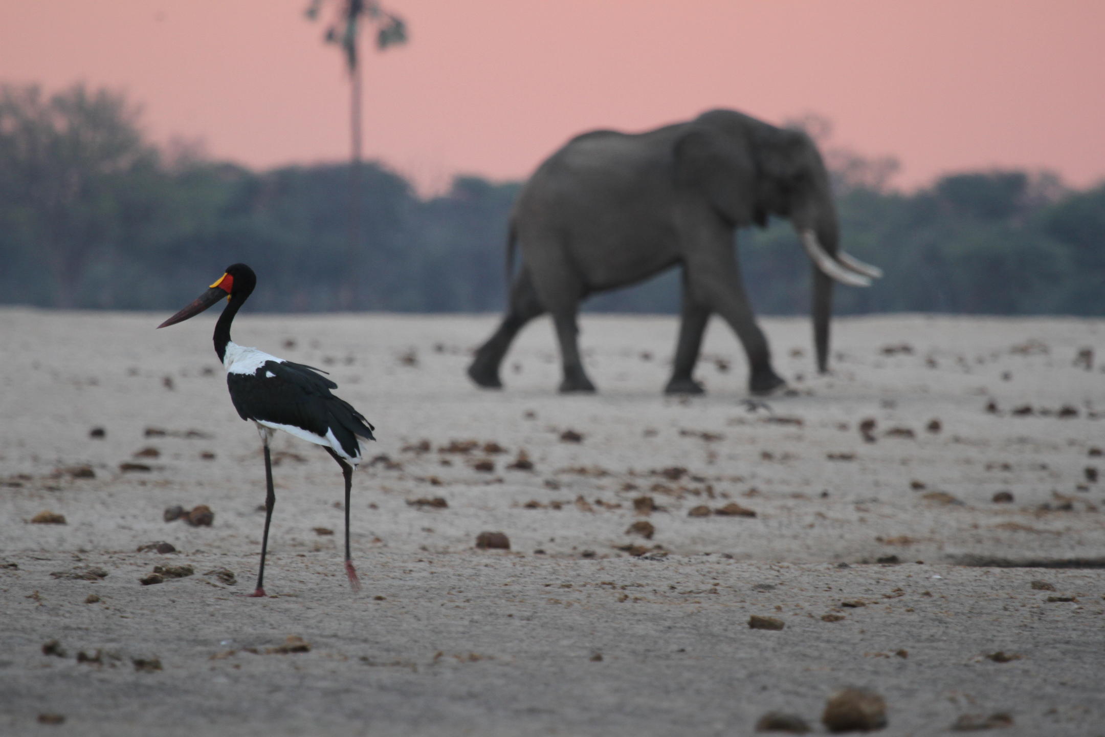 Elephant and saddlebill stork