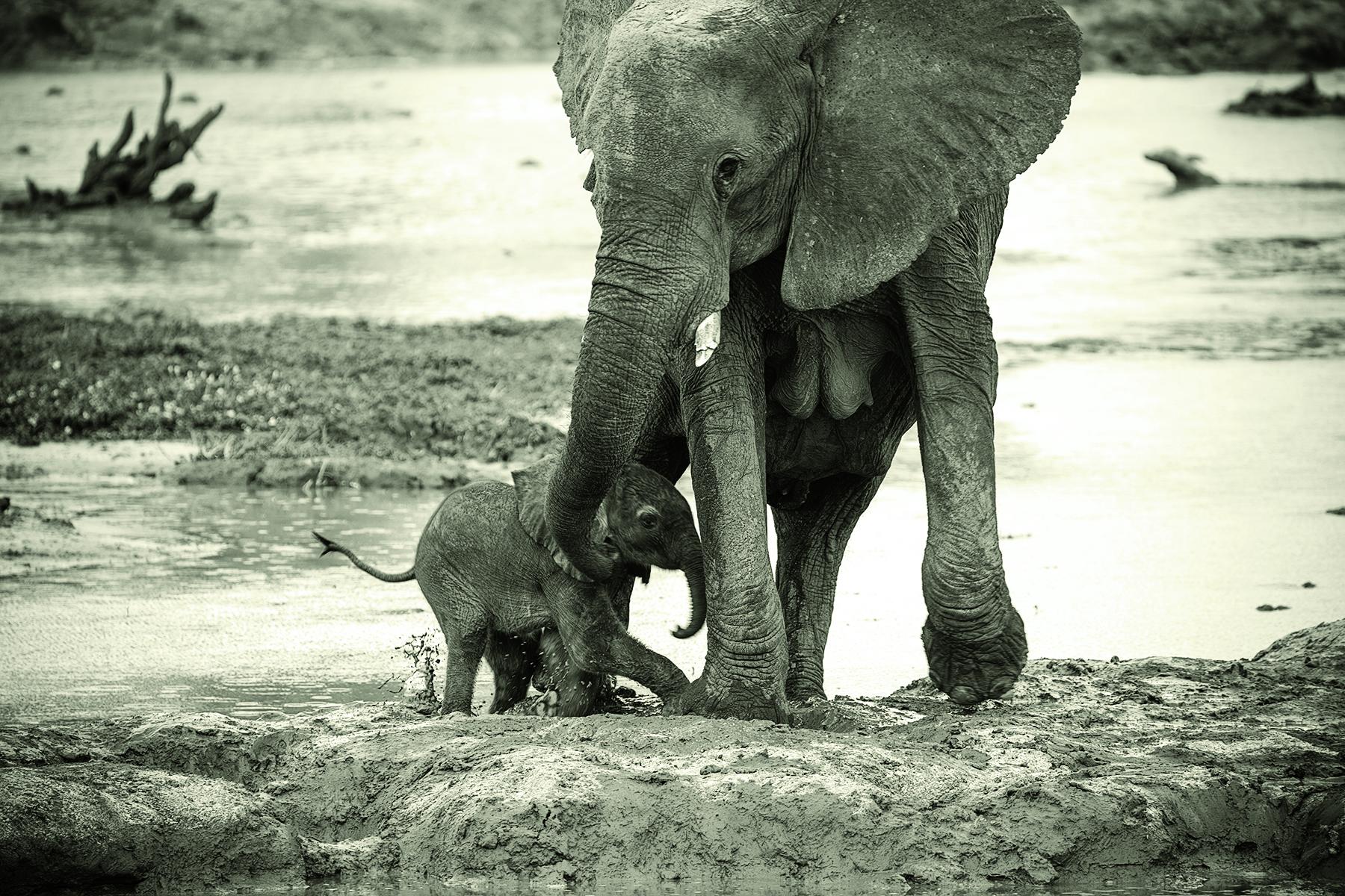 Ghoha Hills_Elephant