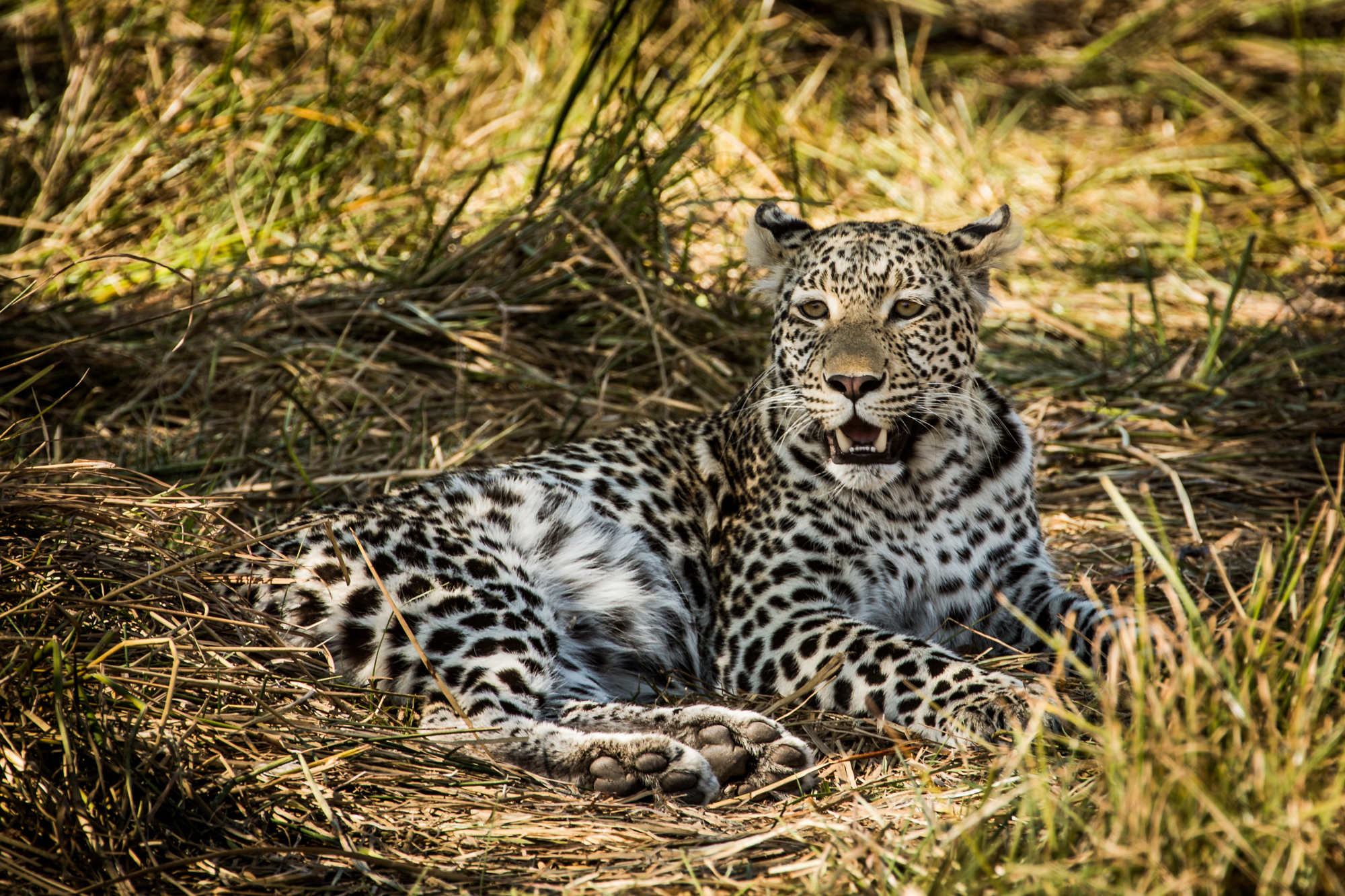 Machaba Camps Leopard