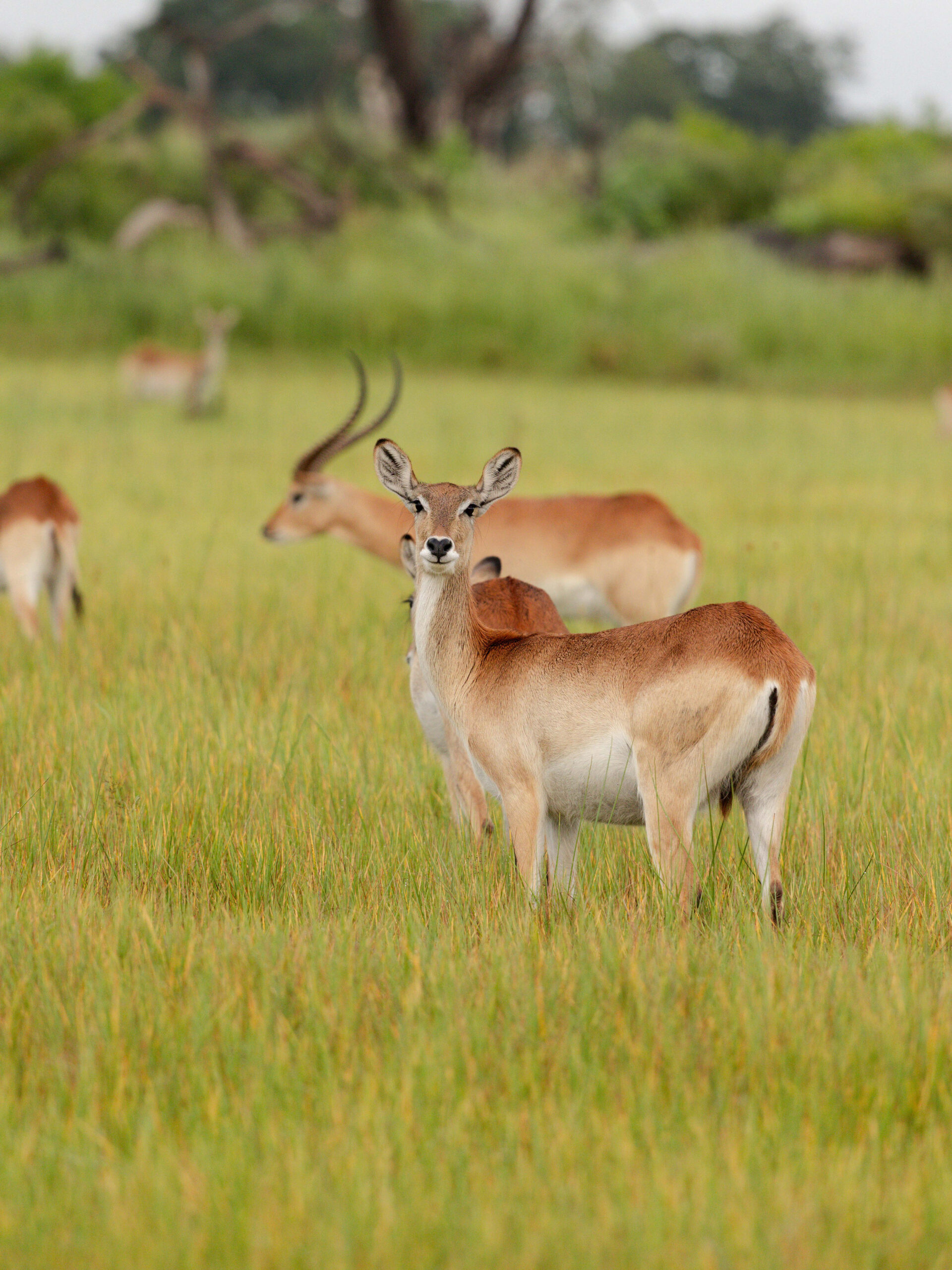 Kanana Nyana -Impala