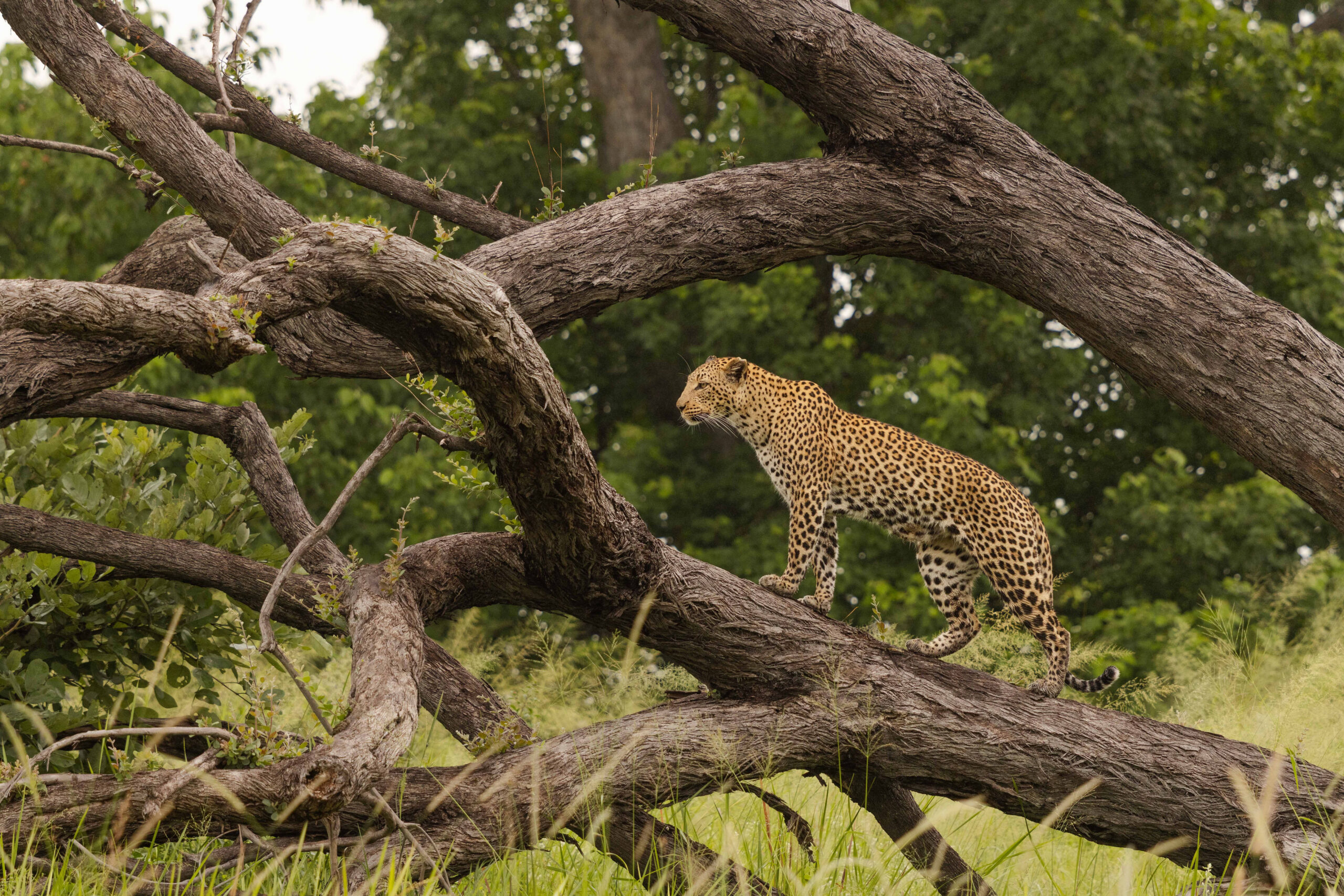 Kanana Nyana-Leopard