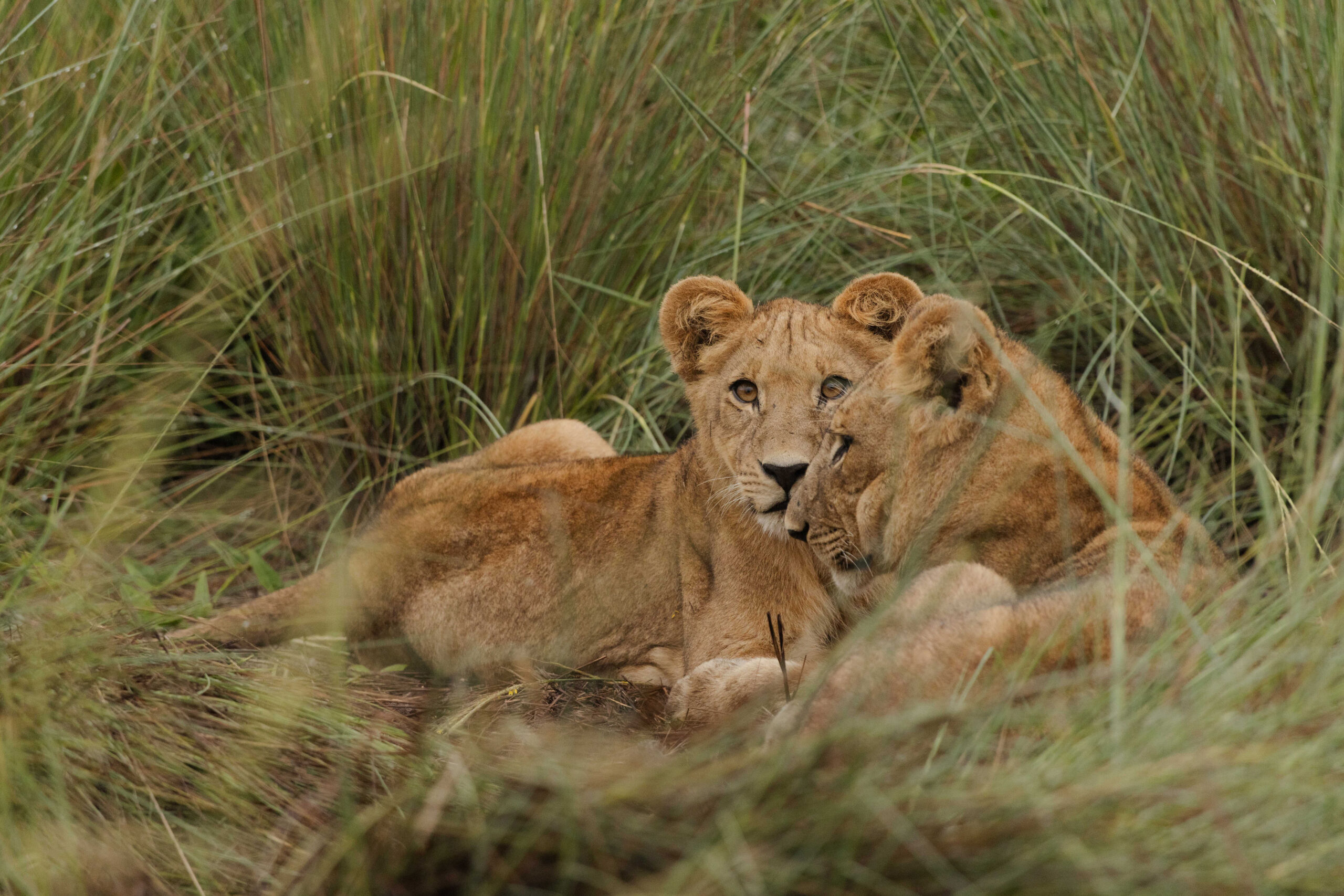 Kanana Nyana-Lion 2