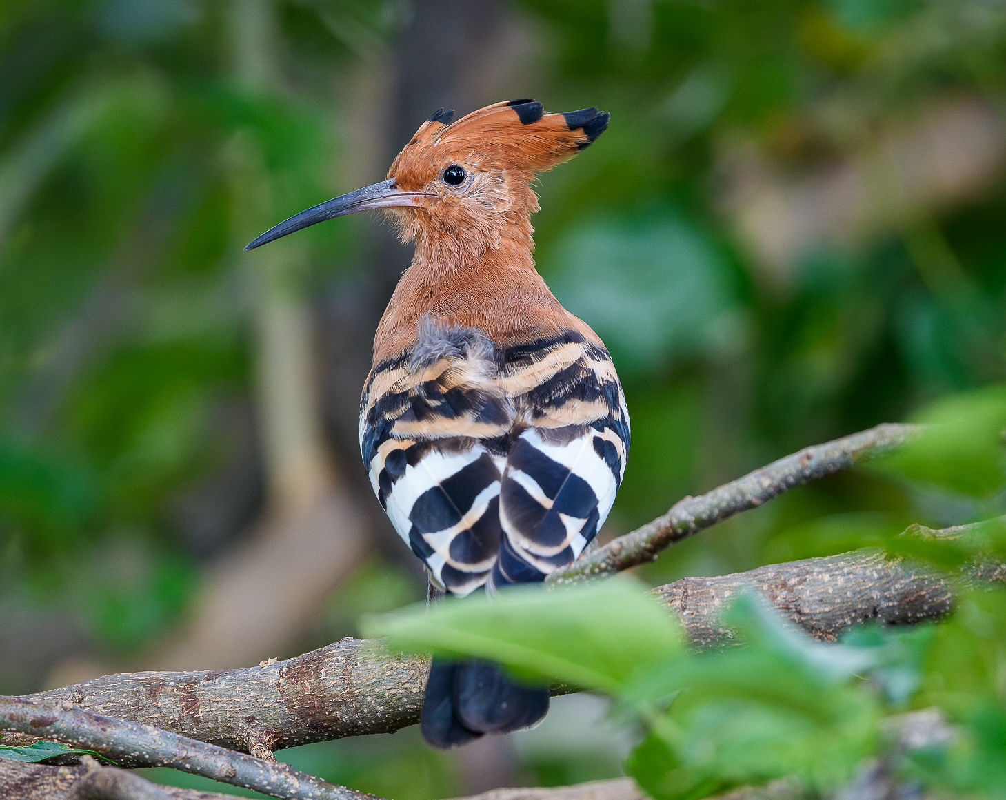 Musesenji Birds 1