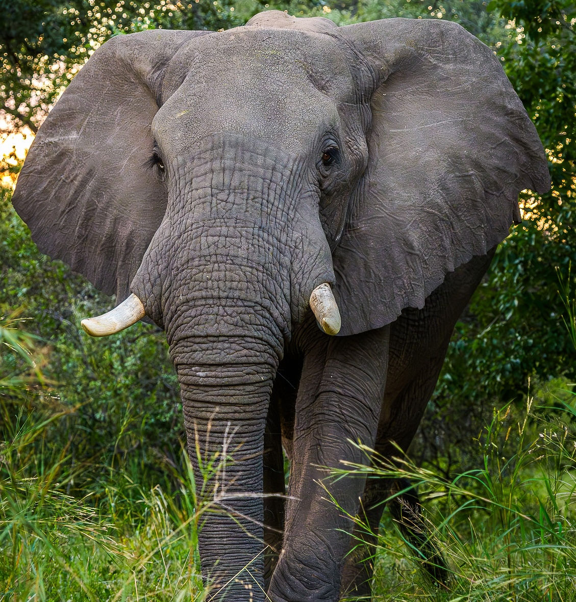 Musesenji Elephant animal