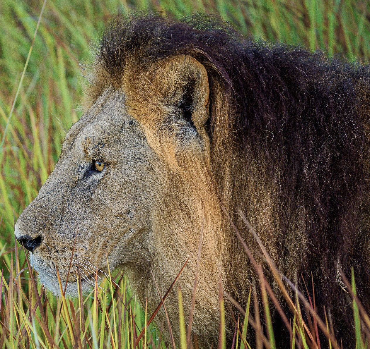 Musesenji animal Lion