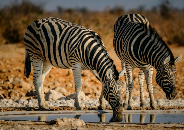 makgadikgadi zebra migration2
