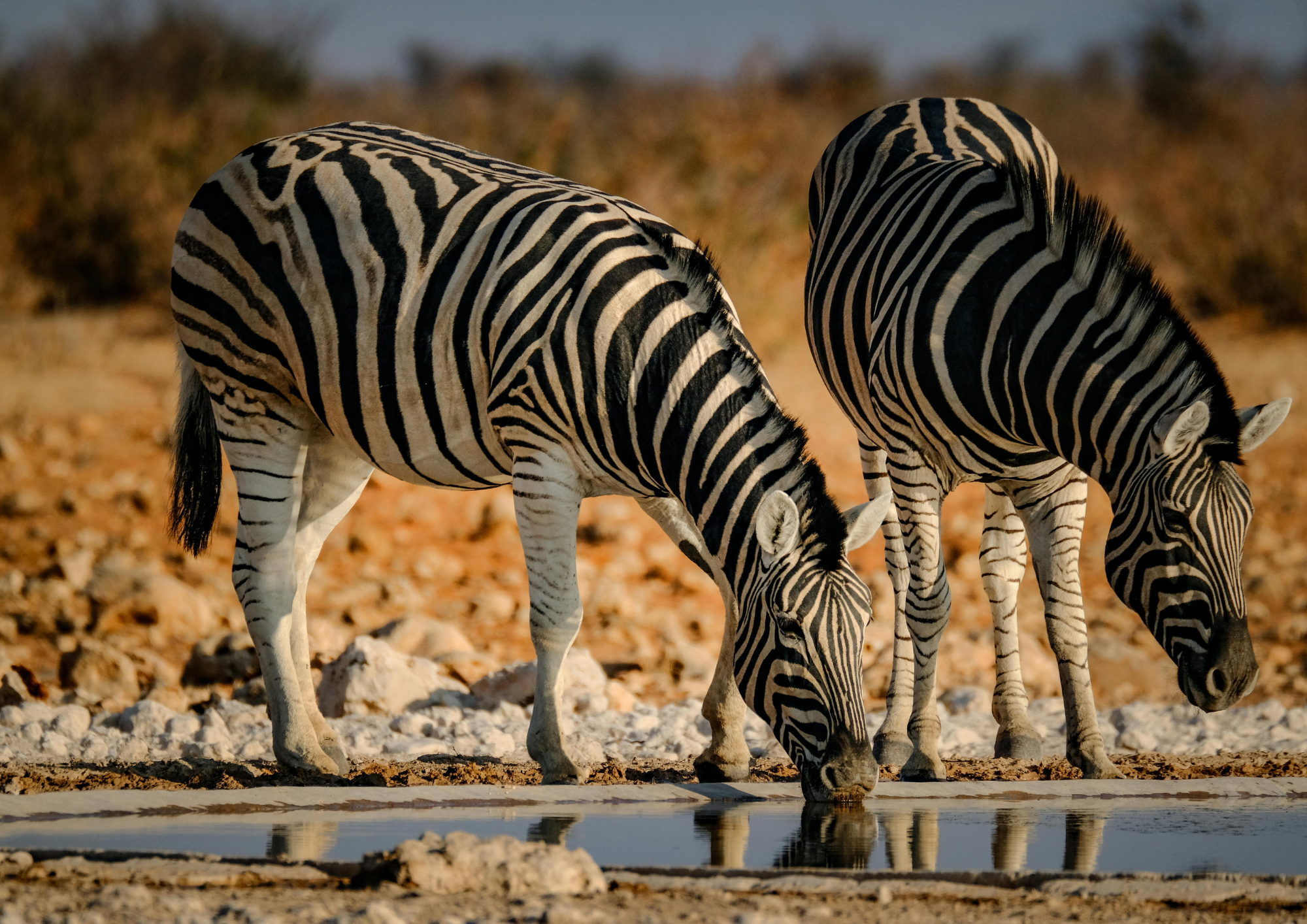 makgadikgadi zebra migration2