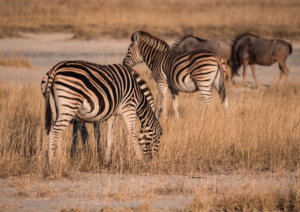 Makgadikgadi Botswana