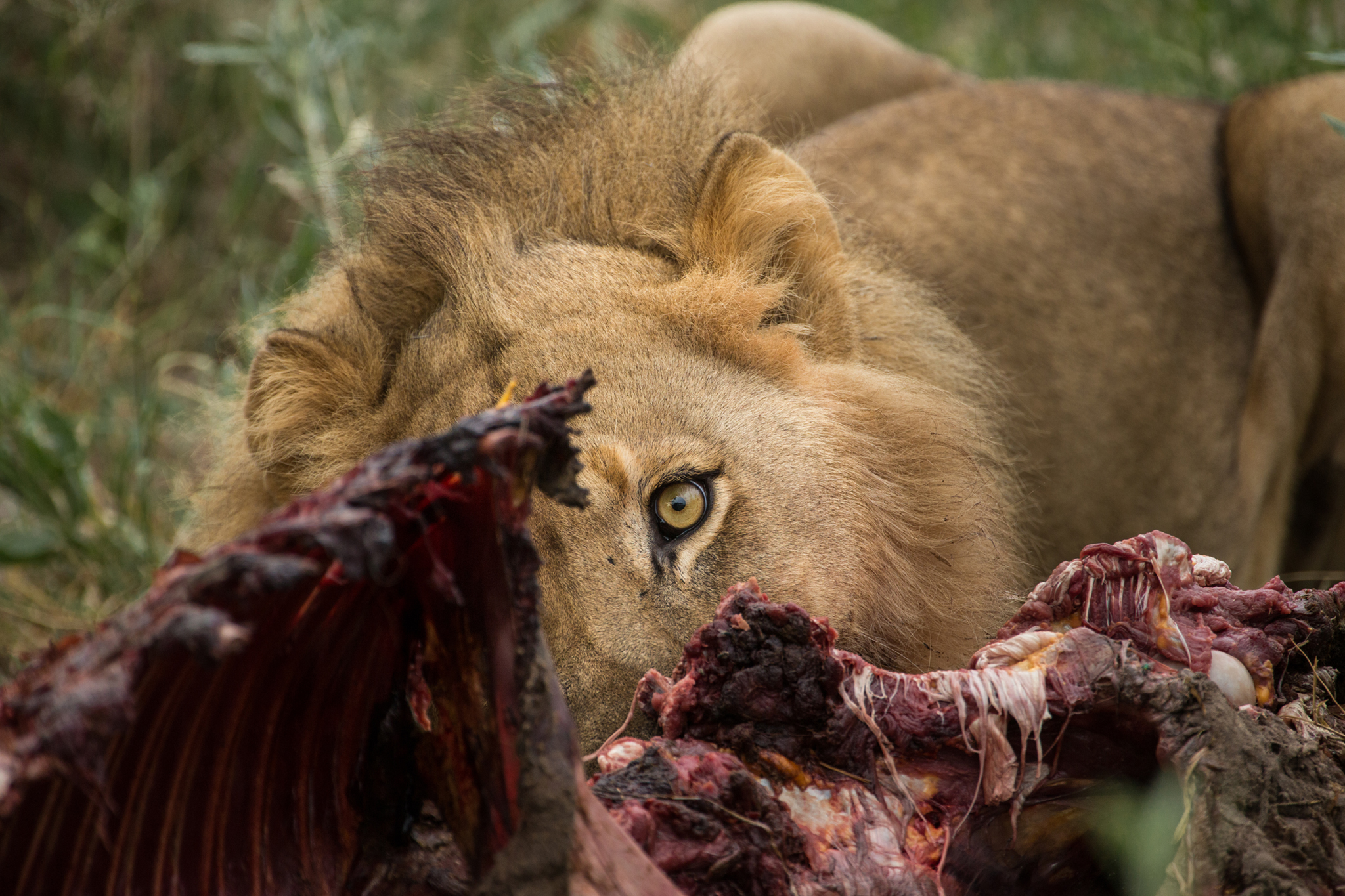Gomoti Camp Wildlife and Activities (13)