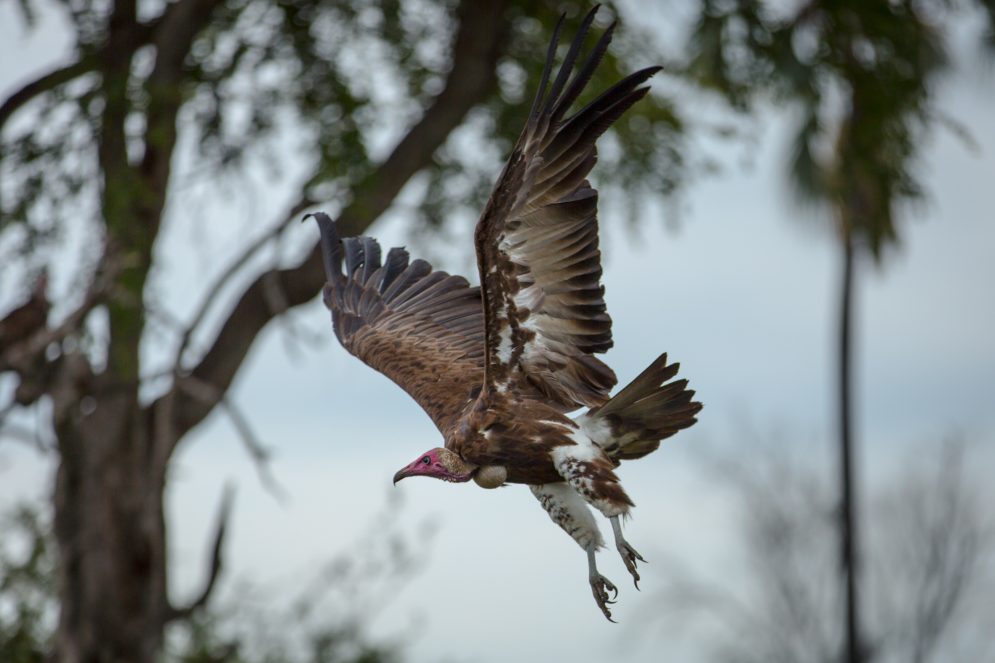 Gomoti Camp Wildlife and Activities (2)