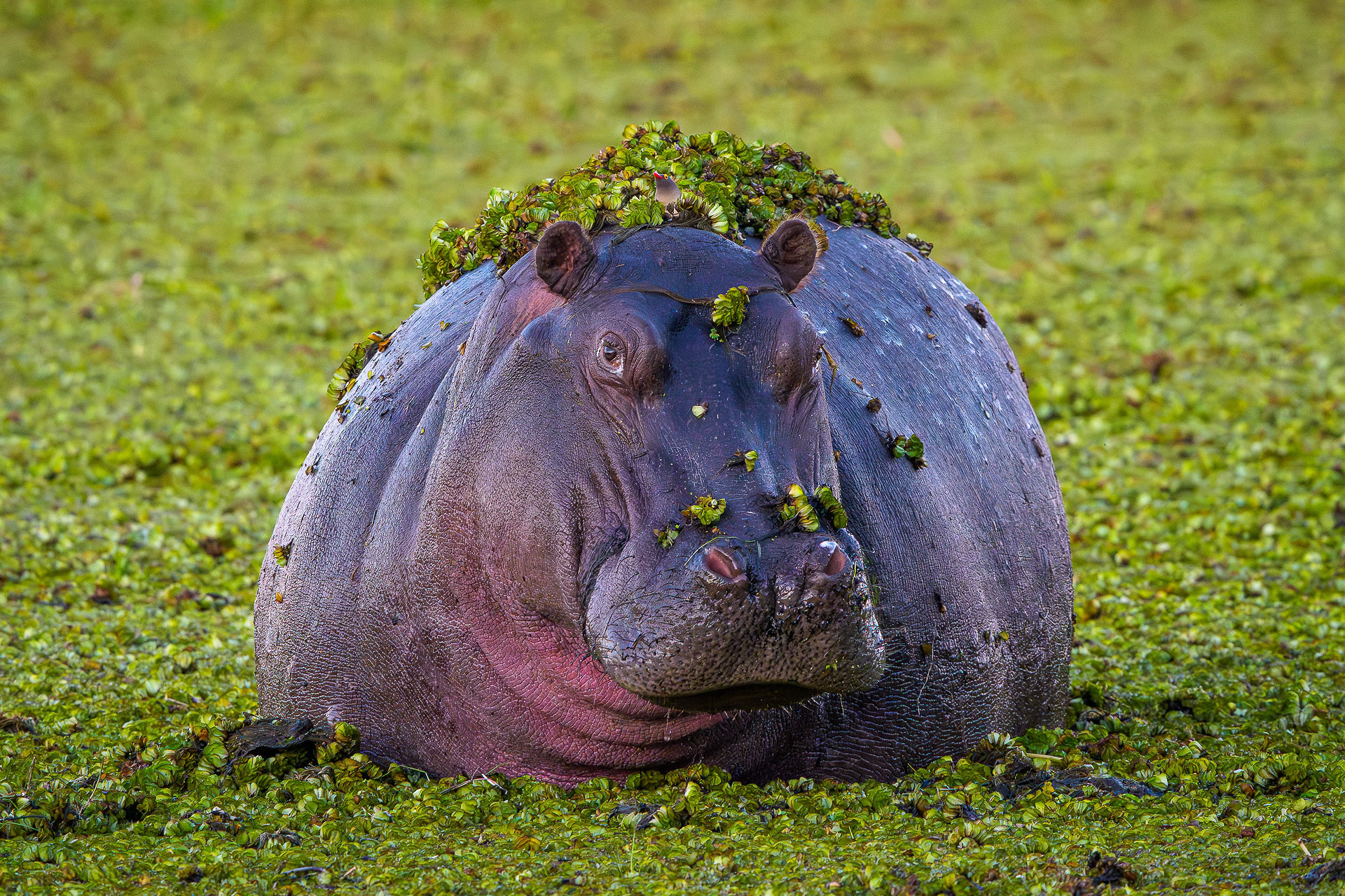 Kanana_wildlife_hippo_sitting