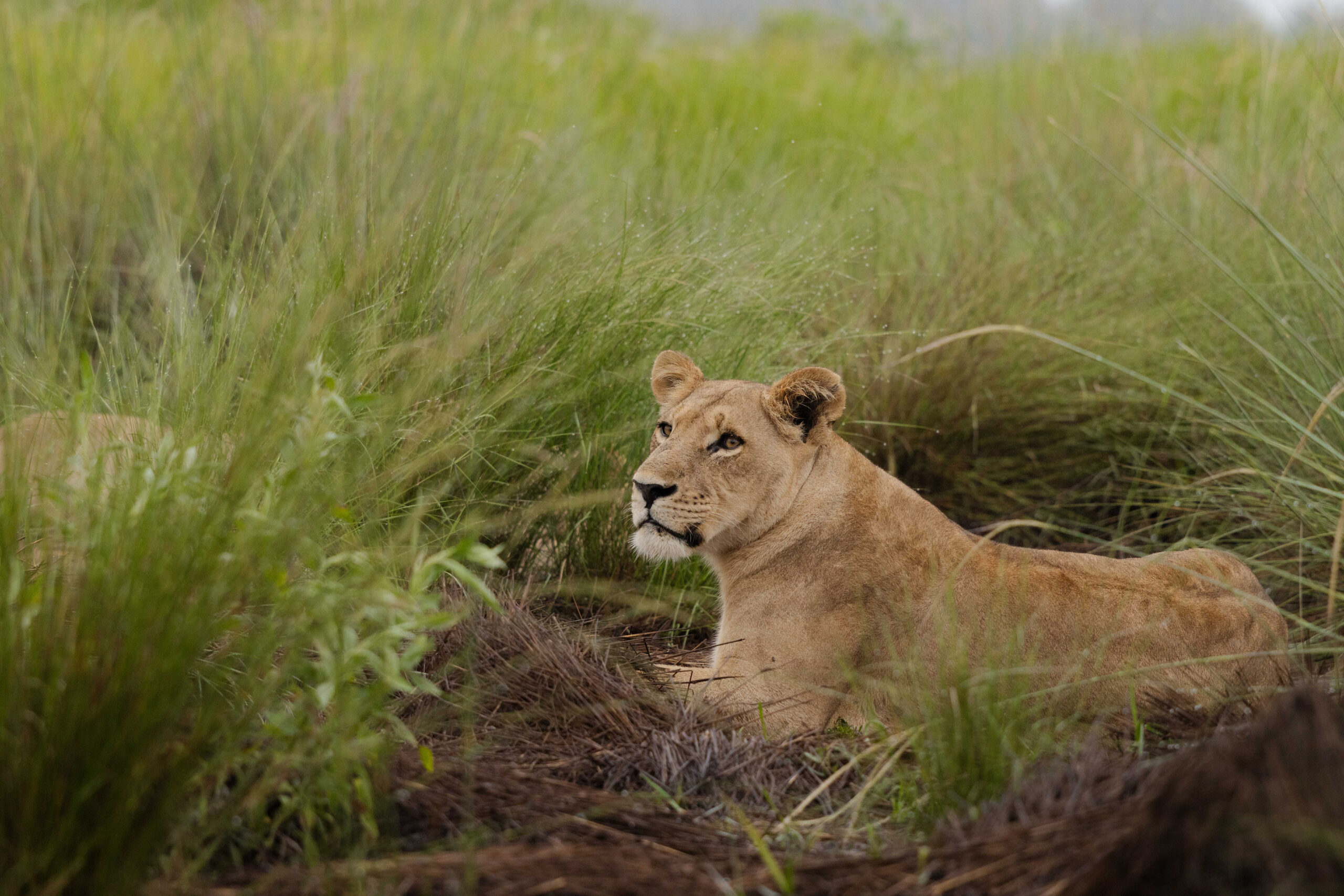 KerDowneyBotswana_Kanana-Lion