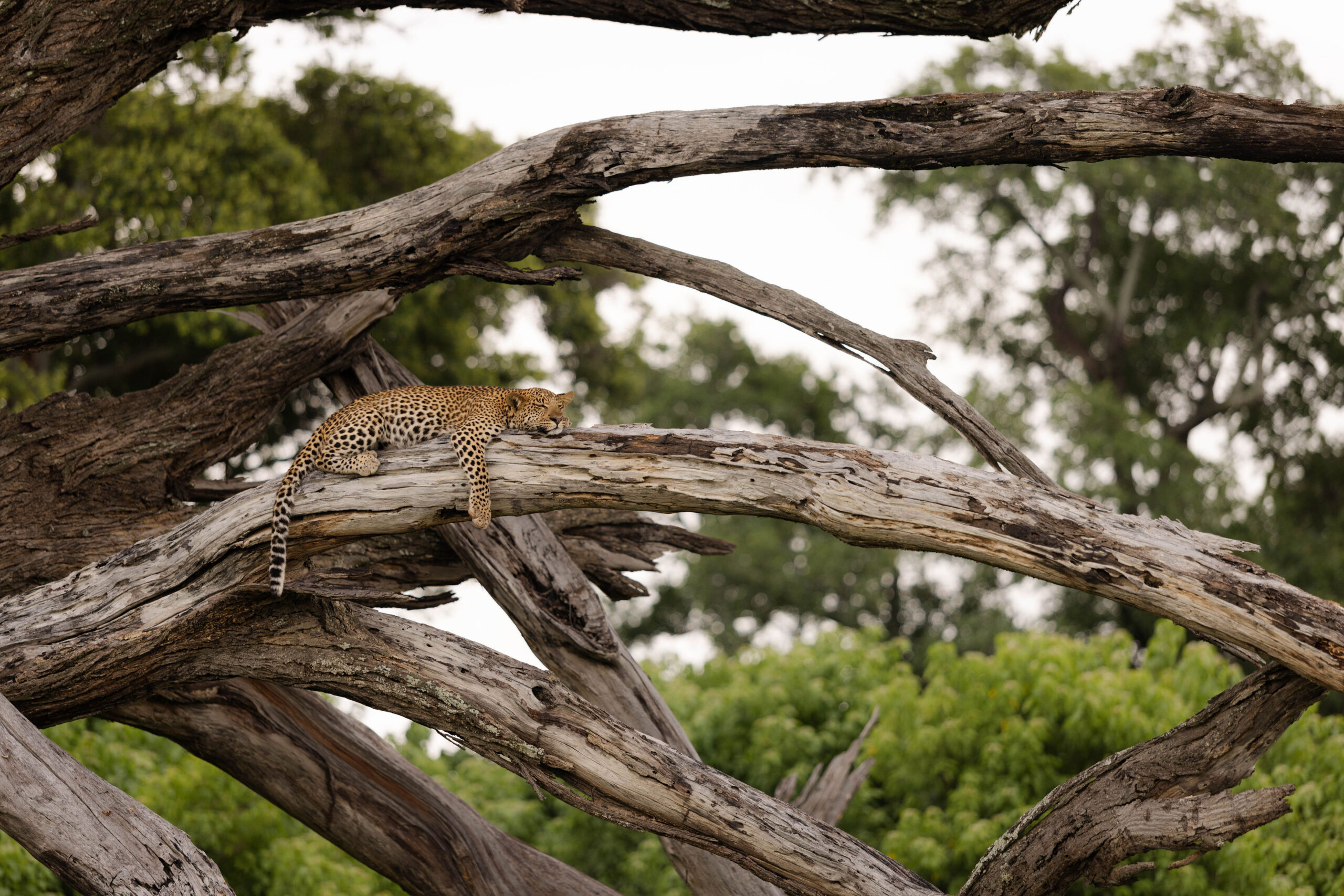 Ker_Downey_Botswana_Kanana-Leopard sleeping