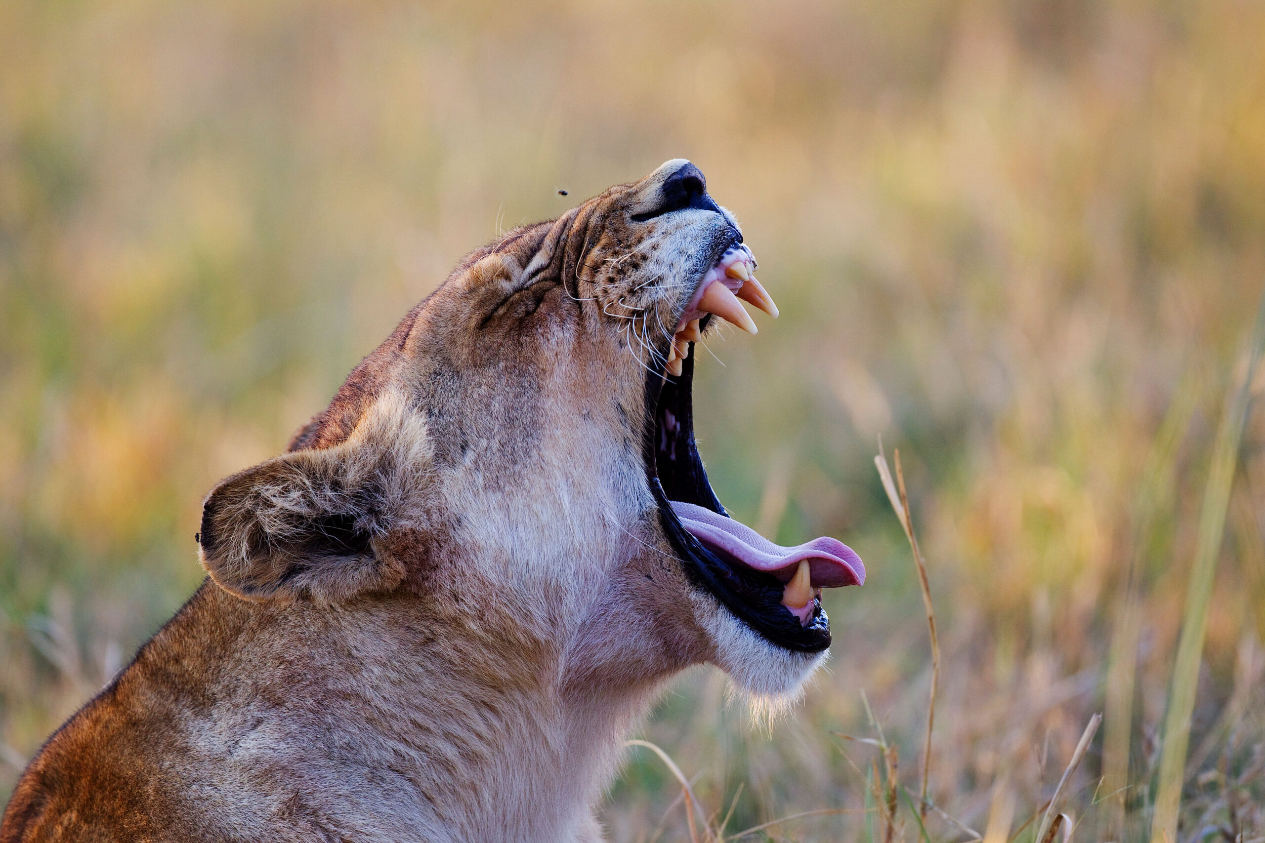 OkutiFemaleLion2(1) (1)